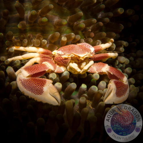 Neopetrolisthes maculatus “Porzellankrebs” Aqua Dragon