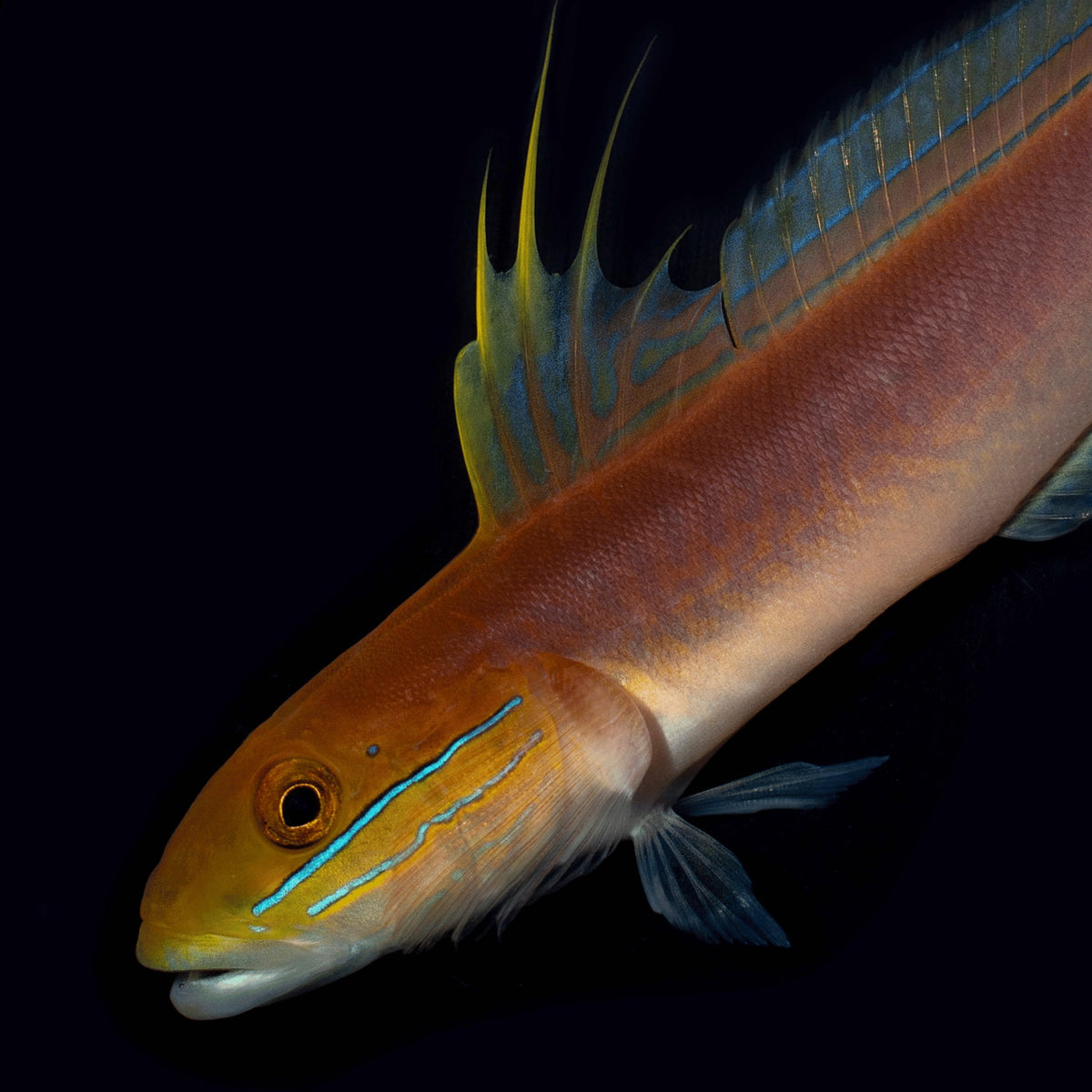 Valenciennea bella „Baggergrundel“ Aqua Dragon