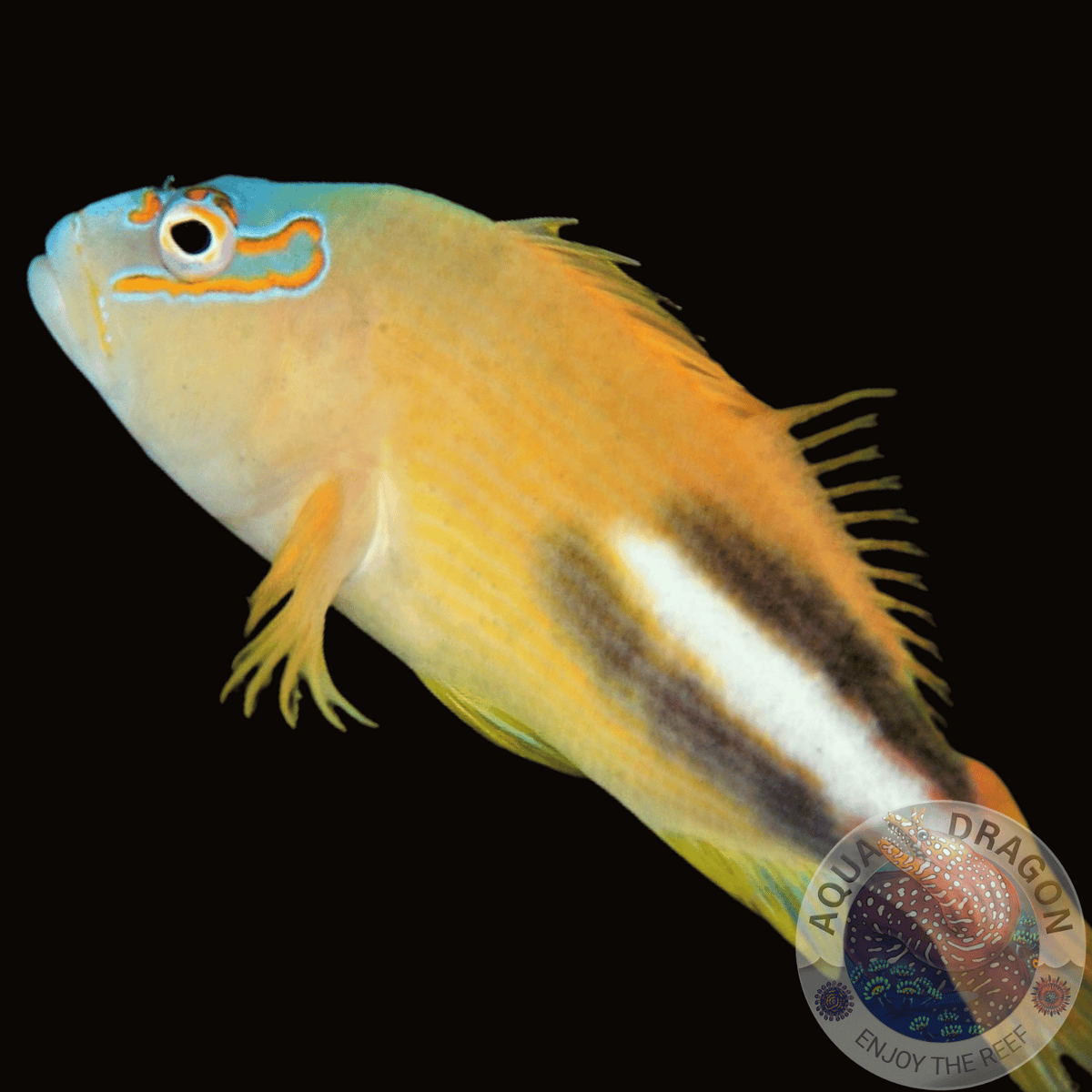 Paracirrhites nisus „Korallenwächter“ Aqua Dragon