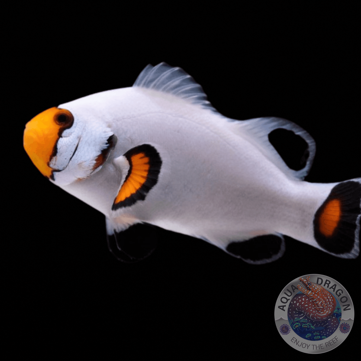 Amphiprion percula „Platinum Storm“ Nachzucht Aqua Dragon