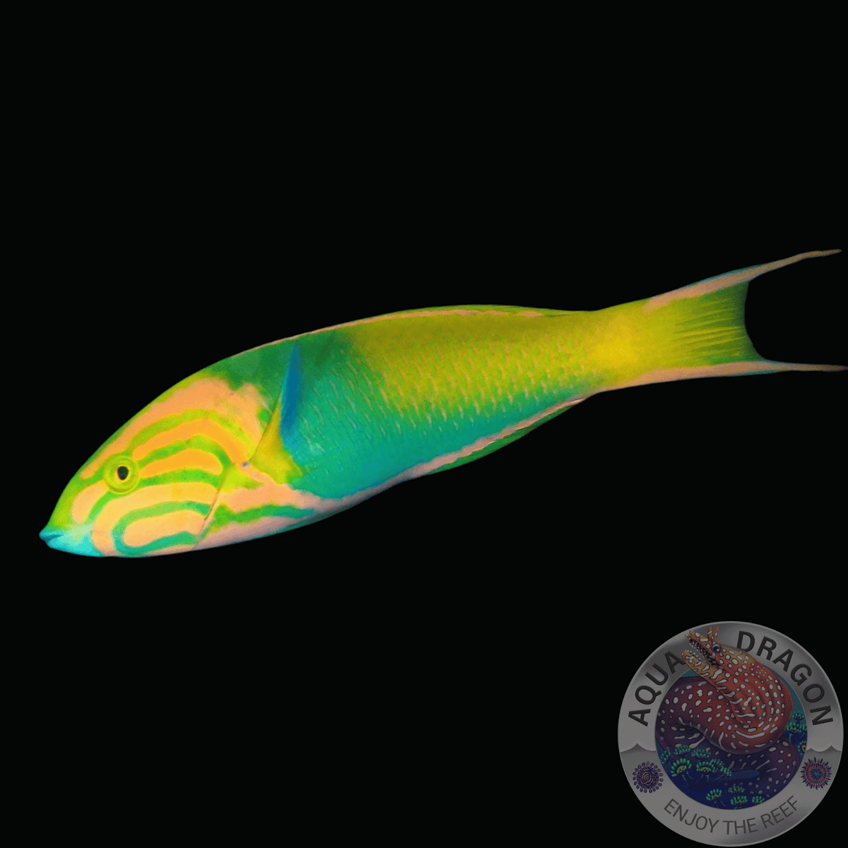 Thalassoma lutescens “GelbBrauner Lippfisch” Aqua Dragon