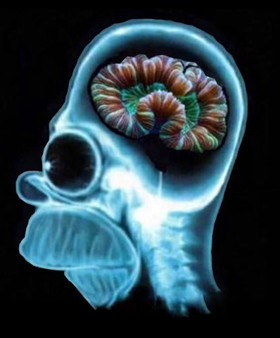 Reef Addicted