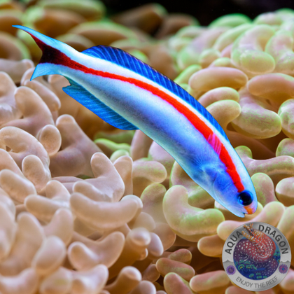 Andere Fische