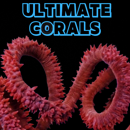 Ultimate Corals