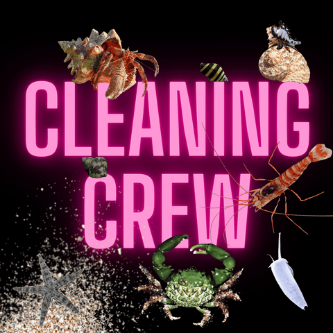Cleaning Crew's