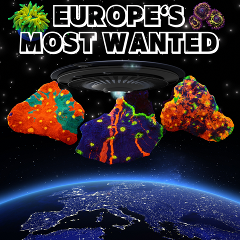 Europe's Most Wanted Corals