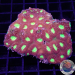 Favia spp. „Yellowstone“ WYSIWYG „AD Special“