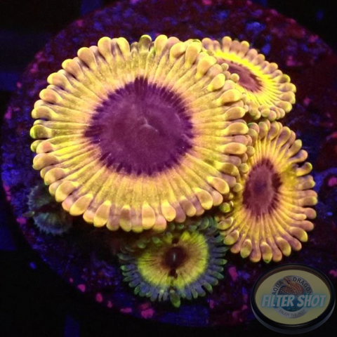 Krustenanemonen „White Walker“ WYSIWYG