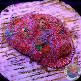 Echinophyllia spp. „Undercover“ WYSIWYG