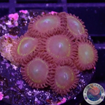 Krustenanemonen „Citrus Twist“ WYSIWYG