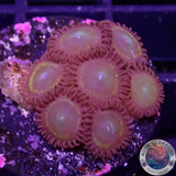 Krustenanemonen „Citrus Twist“ WYSIWYG