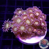 Goniopora spp. „Space Rasta“