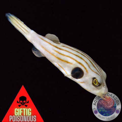 Arothron manilensis „Gestreifter Kugelfisch“