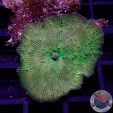 Discosoma spp. „Toxic Gold“