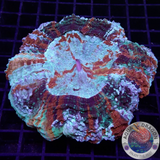 Acanthophyllia deshayesiana „Rainbow“ 🌈 WYSIWYG