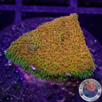 Psammocora spp. „Watermelon“
