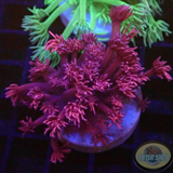 Goniopora spp. „Black Rose“ WYSIWYG „AD Special“