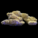 The Polyp Pros Reef Scape #10