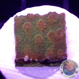 Cyphastrea spp. “Star”