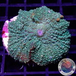 Rhodactis spp. „Sunkist Bounce“ WYSIWYG