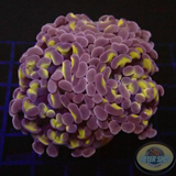 Euphyllia baliensis „Mystic“ WYSIWYG „AD Special“