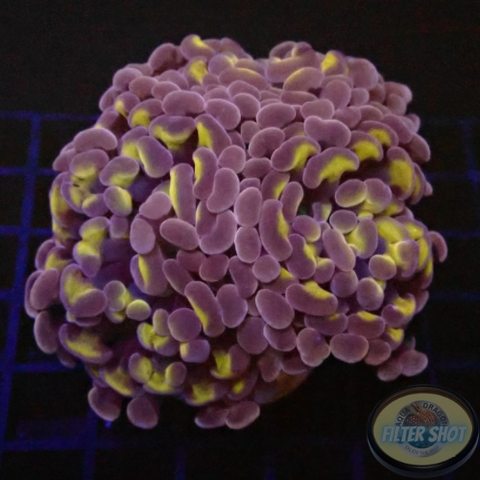 Euphyllia baliensis „Mystic“ WYSIWYG „AD Special“