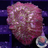 Discosoma spp. „Lava Lamp“ AD Special