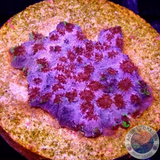 Cyphastrea spp. „Skittles Bomb“ WYSIWYG