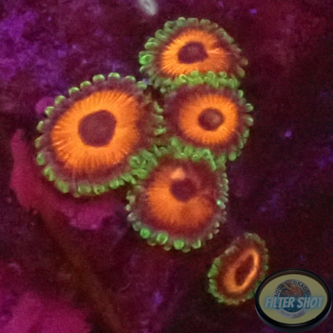 Krustenanemonen „Watermelon“ WYSIWYG