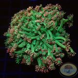 Goniopora spp. „Lipstick“ WYSIWYG „AD Special“