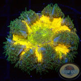 Phymanthus crucifer WYSIWYG