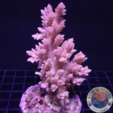 Acropora cytherea „Rosemary“ WYSIWYG „AD Special“