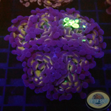 Euphyllia baliensis „Grafted Voodoo“ WYSIWYG „AD Special“