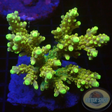 Acropora rosaria „Goldfinger“ WYSIWYG „AD Special“