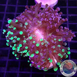 Euphyllia paradivisa “Grafted” AD Special