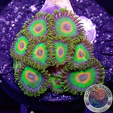 Krustenanemonen „Rasta“