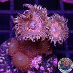 Krustenanemonen „Mixi Daisy“ WYSIWYG