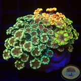 Alveopora spp. „Ultra Trio“ WYSIWYG „AD Special“