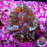 Rhodactis spp. „Firework“ WYSIWYG