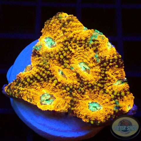 Acanthastrea echinata „True Eyes“ WYSIWYG „AD Special“