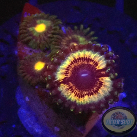Krustenanemonen „Vampire Nipple“ WYSIWYG