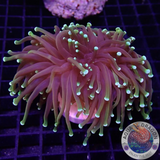 Euphyllia glabrescens „Golden Dragon“ 🐉 AD Special