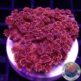 Goniopora spp. „Johnny Blaze“ AD Special