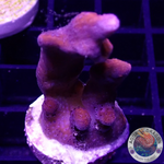 Montipora digitata “Bloody Mary” WYSIWYG