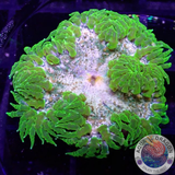 Phymanthus crucifer WYSIWYG