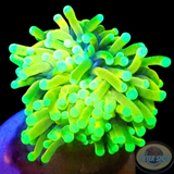 Euphyllia glabrescens „Banana Joe“