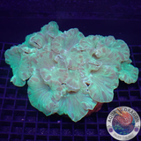 Nemenzophyllia turbida „Jasmine“ WYSIWYG