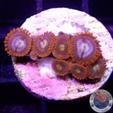 Krustenanemonen „Fire & Ice“ WYSIWYG