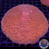 Fungia spp. „Huge Disc“ WYSIWYG