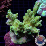 Montipora malampaya „Citrus“ WYSIWYG „AD Special“